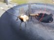 Grillspieß mit Würstchen.jpg